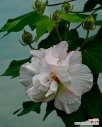 木芙蓉花语的深远内涵与美丽花姿 木芙蓉花的美丽与寓意