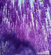 探寻紫藤花的美与哲学 紫藤花的象征意义及文化价值