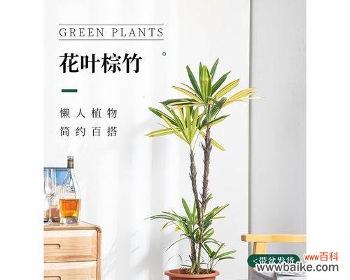 探寻棕竹在文化与艺术中的深远影响 棕竹的象征意义与寓意