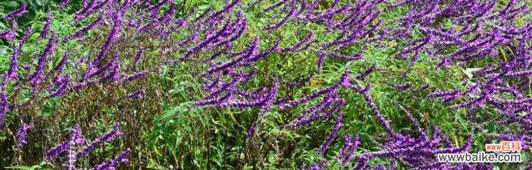 赏析醉鱼草花语的深刻内涵与生命力 醉鱼草花语