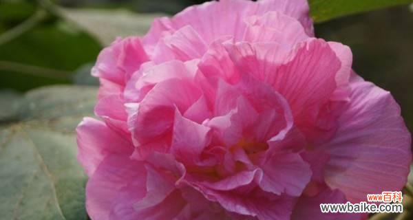 花开如雪 白芙蓉花的象征意义