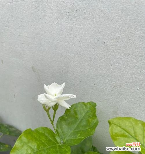 唤醒内心深处的美好——揭开茉莉花的花语及其背后的故事 茉莉花的花语和故事