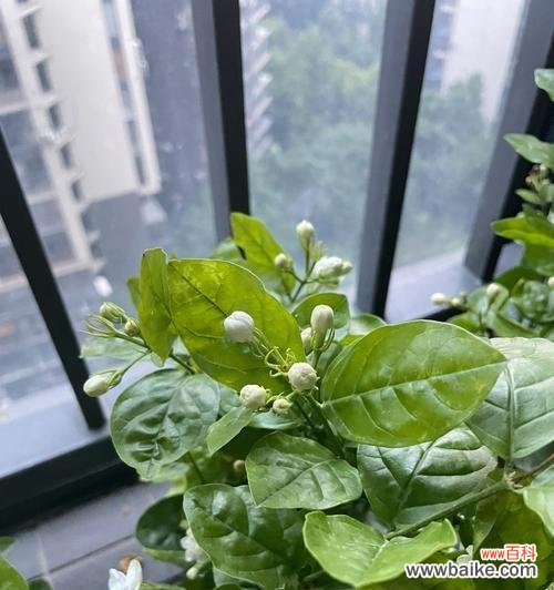 美丽的茉莉花 茉莉花的象征意义及文化内涵