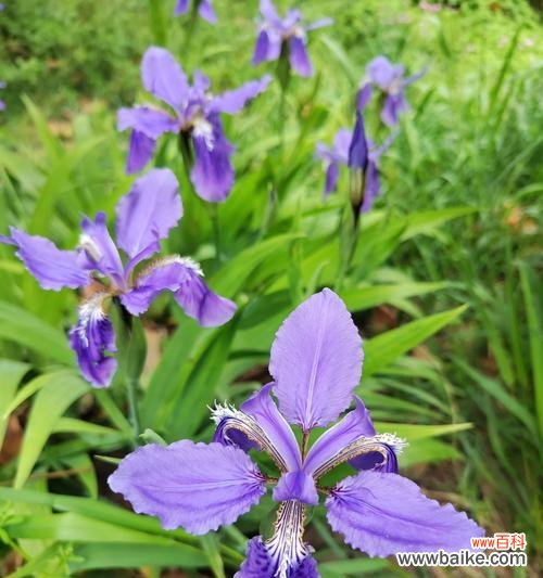 从友情到爱情的花语是什么？友情转为爱情的花语有哪些？