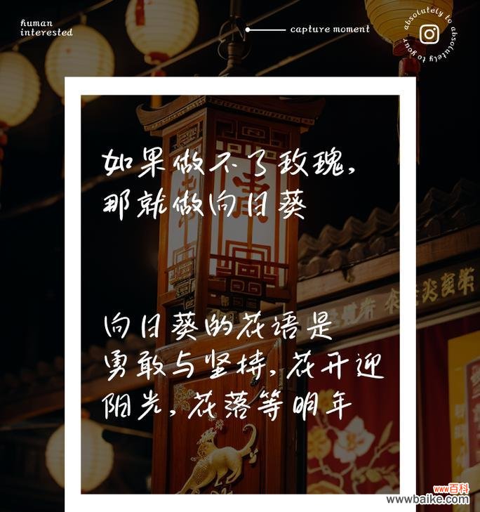 花语的真正含义是什么?它如何传达情感?