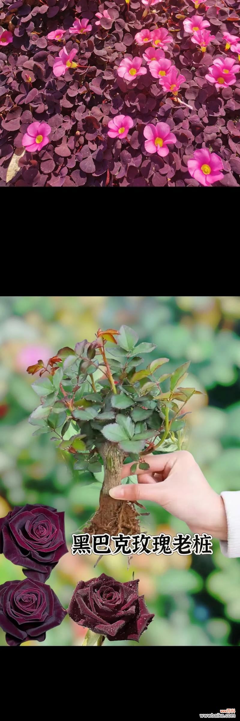 真诚努力的花语有哪些?如何通过花语表达真诚与努力?