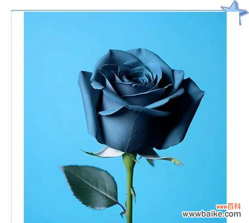 真诚努力的花语有哪些?如何通过花语表达真诚与努力?