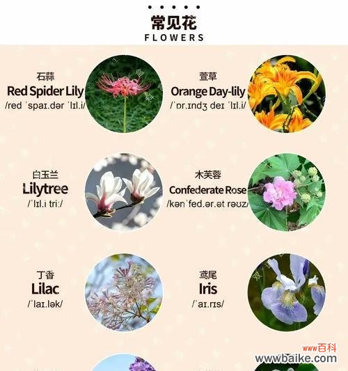 各种花的花语是什么？不同花语代表了什么？