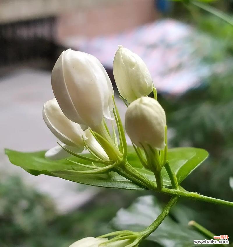 茉莉花的花语美丽是什么？茉莉花代表的美丽含义有哪些？
