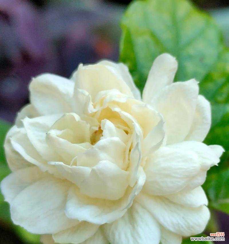 茉莉花的花语美丽是什么？茉莉花代表的美丽含义有哪些？