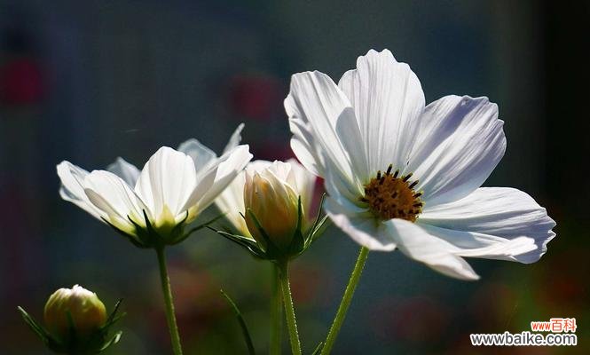 格桑花的含义、象征和传承，传达勇气与希望 格桑花的寓意与花语——展现坚强与美丽的力量
