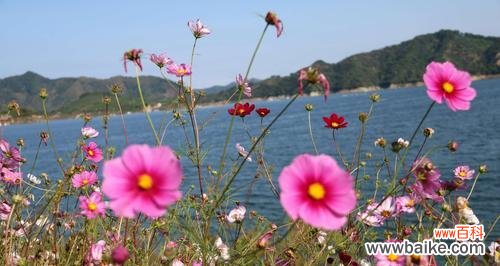 格桑花的含义、象征和传承，传达勇气与希望 格桑花的寓意与花语——展现坚强与美丽的力量