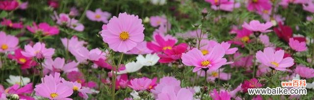 揭示格桑花的花语及其象征意义，传达生命的坚韧和人类的希望 格桑花的花语