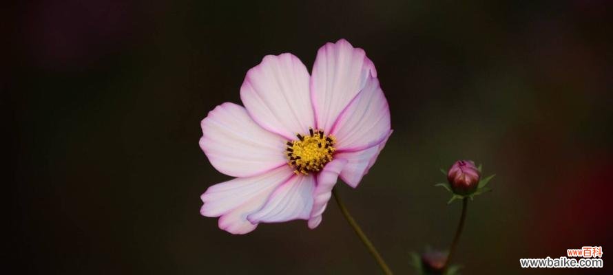 揭示格桑花的花语及其象征意义，传达生命的坚韧和人类的希望 格桑花的花语