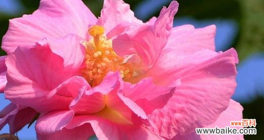 一朵芙蓉花,寓意无限,赏心悦目,承载爱与美 芙蓉花