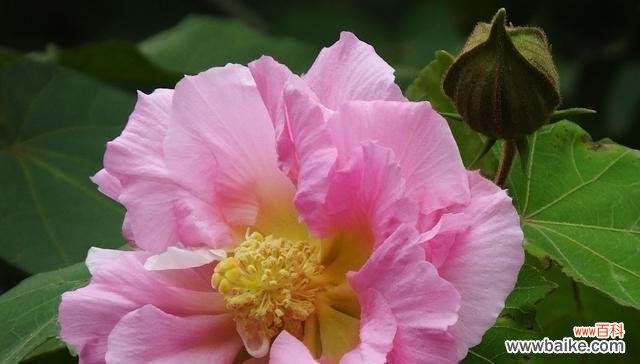 一朵芙蓉花,寓意无限,赏心悦目,承载爱与美 芙蓉花