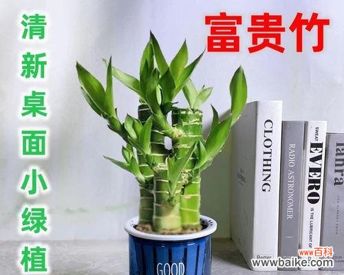 赐福佳品，以富贵竹迎接吉祥年 富贵竹