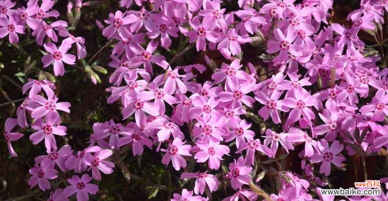 探索丛生福禄考花的花语,了解其隐含的寓意与象征 丛生福禄考花语的寓意与象征