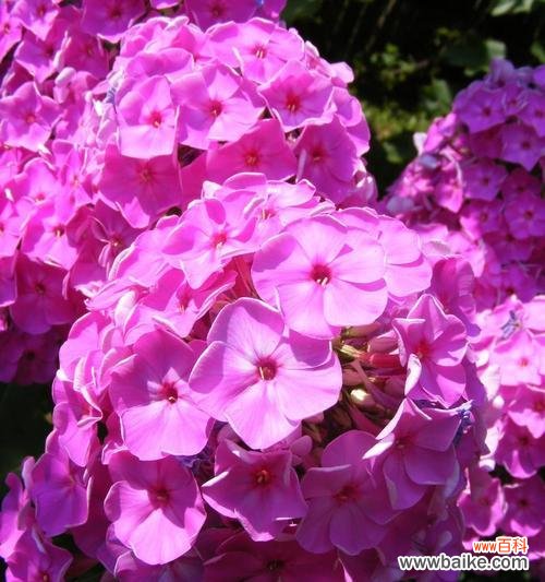 探索丛生福禄考花的花语,了解其隐含的寓意与象征 丛生福禄考花语的寓意与象征