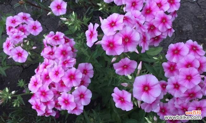 探索丛生福禄考花的花语,了解其隐含的寓意与象征 丛生福禄考花语的寓意与象征