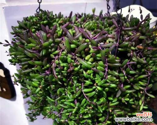 探寻佛珠吊兰的独特象征与意义 佛珠吊兰的祥瑞寓意