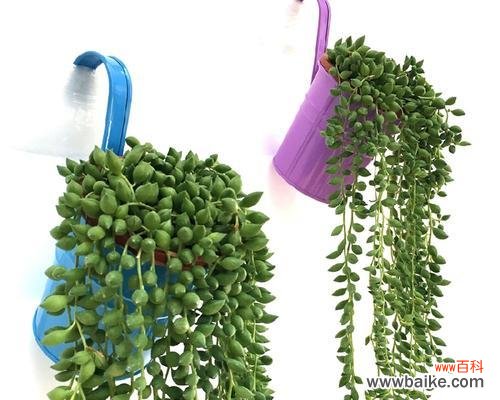 探寻佛珠吊兰的独特象征与意义 佛珠吊兰的祥瑞寓意