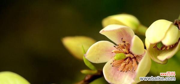 傲立华夏大地，含苞待放绽放的美丽 芙蓉树花语