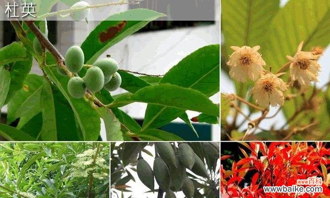 探寻橄榄花背后的神秘力量 橄榄花的传说与象征意义