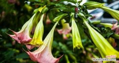 黑曼陀罗花语有哪些含义？它的寓意是什么？