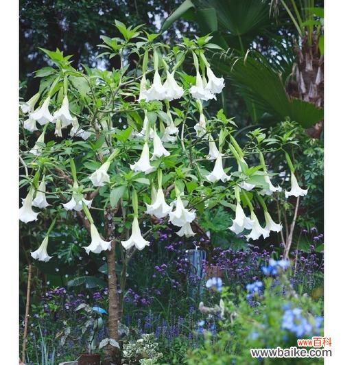 黑曼陀罗花语有哪些含义？它的寓意是什么？