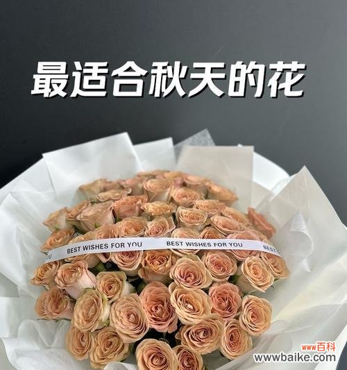 卡布花语的寓意有哪些？