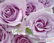 九星蓝狐的花语有何寓意？