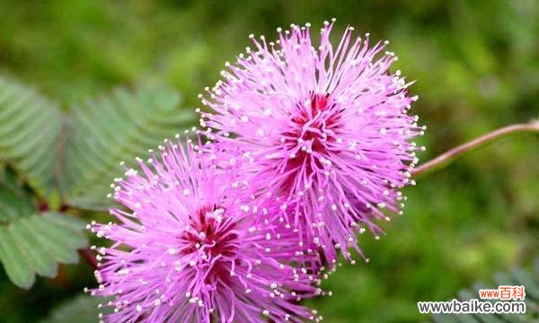 什么花语能让女孩子害羞?
