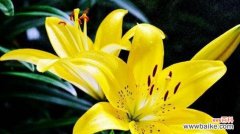 为爱痴狂花语是什么意思？这个花语代表什么？