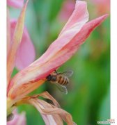 美人蕉的花语是什么？美人蕉代表什么寓意？