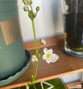 九冠草的花语有哪些？它通常象征着什么？