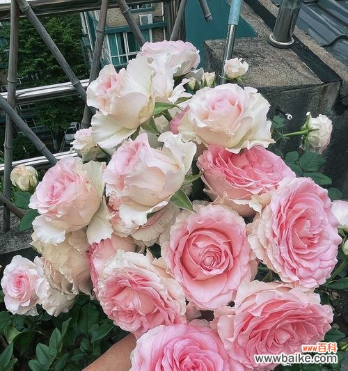 玫瑰花瓶的寓意和花语有何不同？