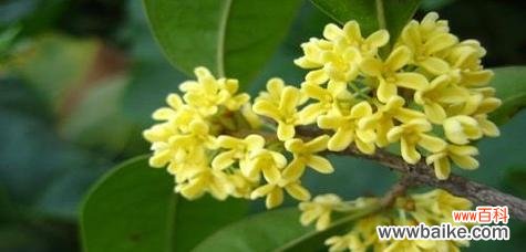 深情浓郁的桂花，传递着什么信息 桂花的花语与寓意