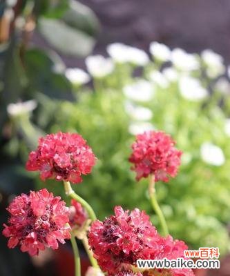 海石竹花的花语与意义解析 以海石竹的花语为主题的文章