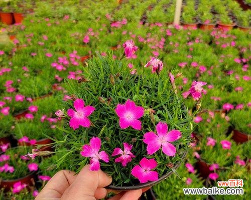 海石竹花的花语与意义解析 以海石竹的花语为主题的文章