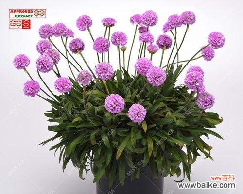 海石竹花的花语与意义解析 以海石竹的花语为主题的文章