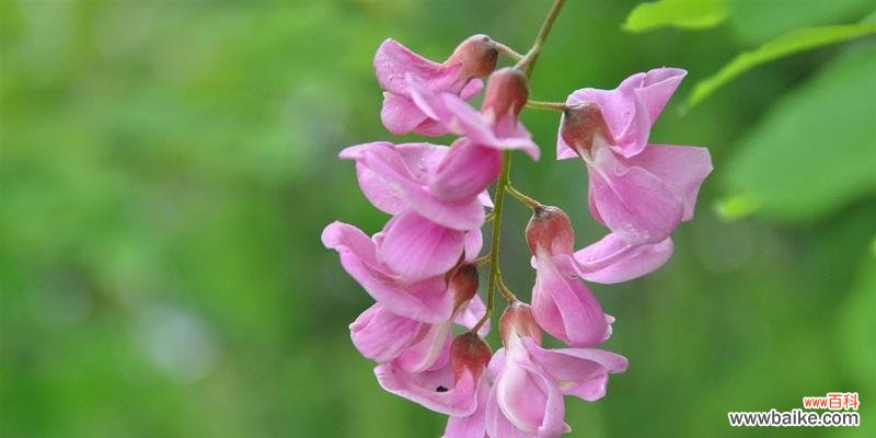 传承与繁荣——国槐树的价值与意义 国槐树的寓意与象征