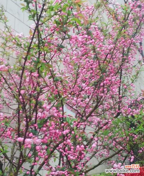 传承千年的优雅之花 海棠花的花语和寓意