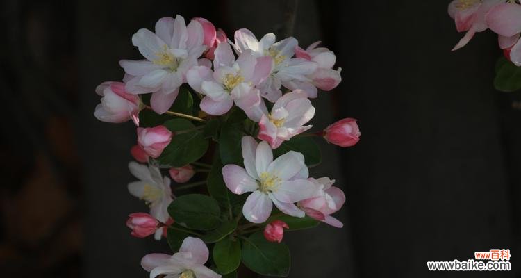 探寻海棠花的意义与美丽 海棠花