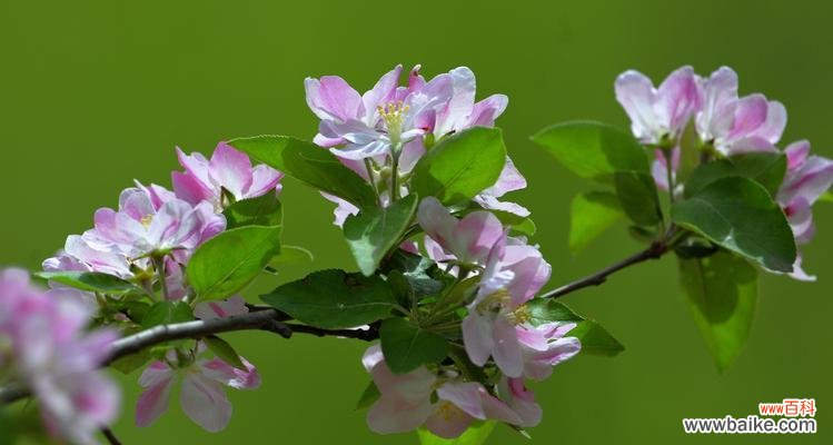 以不同颜色海棠花的花语探寻生活的多样性与独特性 海棠花语多彩生命之美