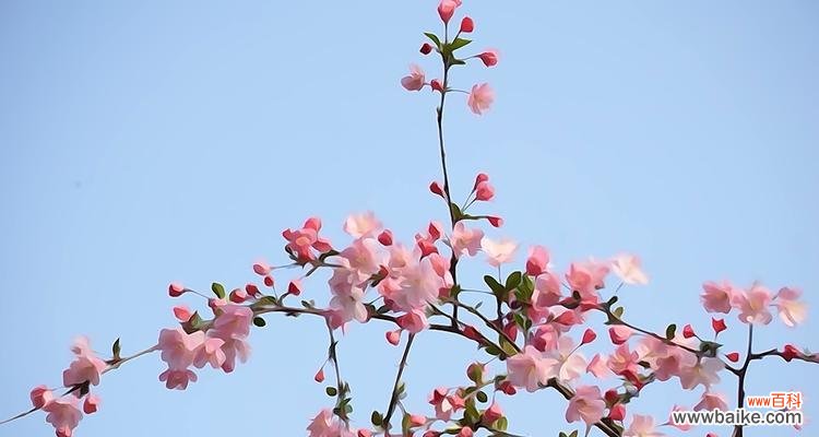 以不同颜色海棠花的花语探寻生活的多样性与独特性 海棠花语多彩生命之美