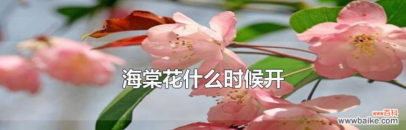 海棠花的美丽盛开与不凋零的坚强精神 海棠花的花语与象征意义