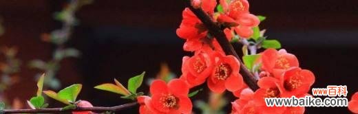 品格之美,海棠花的芬芳 海棠花