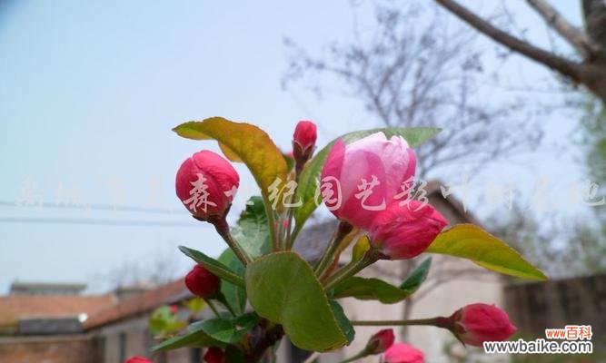 品格之美,海棠花的芬芳 海棠花