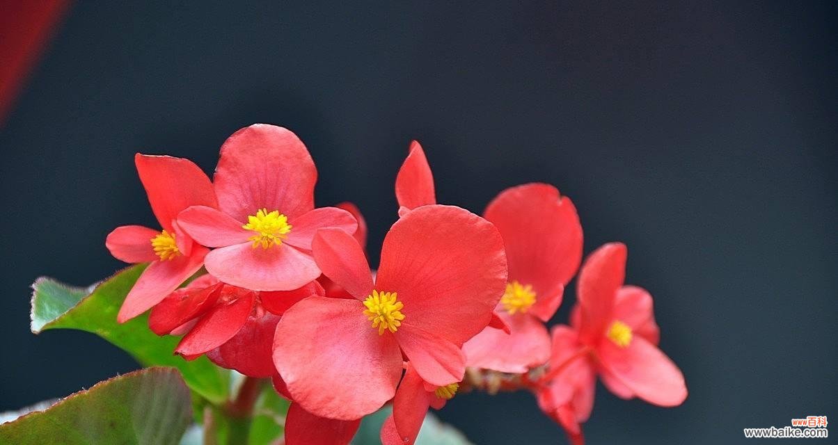 品格之美,海棠花的芬芳 海棠花